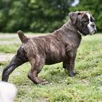 Charlie, a female Olde English Bulldogge for sale in Grove, OK – 6 of 10
