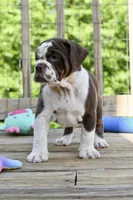 Darla, a female English Bulldog and Olde English Bulldogge for sale in Grove, OK – 10 of 10