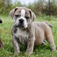 Otis, a male English Bulldog and Olde English Bulldogge for sale in Grove, OK – 1 of 10