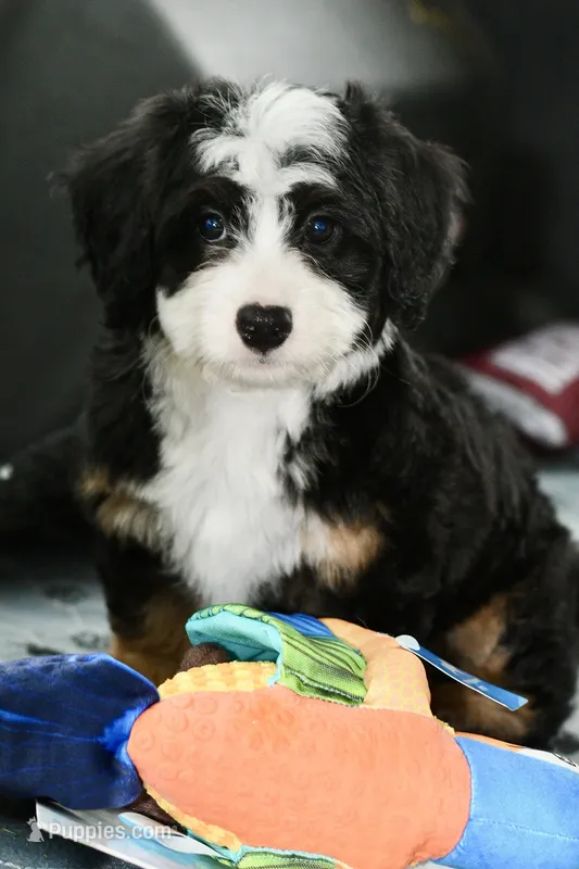 Thelma – Miniature Bernedoodle puppy for sale in Grove, OK