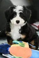 Thelma, a female Miniature Bernedoodle for sale in Grove, OK – 1 of 9