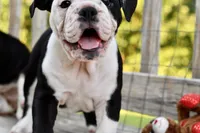 Sophie, a female English Bulldog and Olde English Bulldogge for sale in Grove, OK – 2 of 10