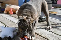 Lexi, a female English Bulldog and Olde English Bulldogge for sale in Grove, OK – 5 of 10