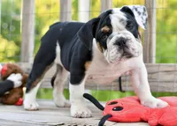 Bruce, a male English Bulldog and Olde English Bulldogge for sale in Grove, OK – 3 of 10