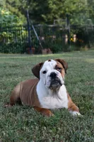 Kenya, a female English Bulldog and Olde English Bulldogge for sale in Grove, OK – 4 of 10