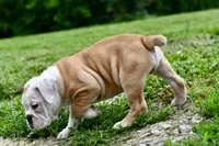 Winston, a male Olde English Bulldogge for sale in Grove, OK – 6 of 9