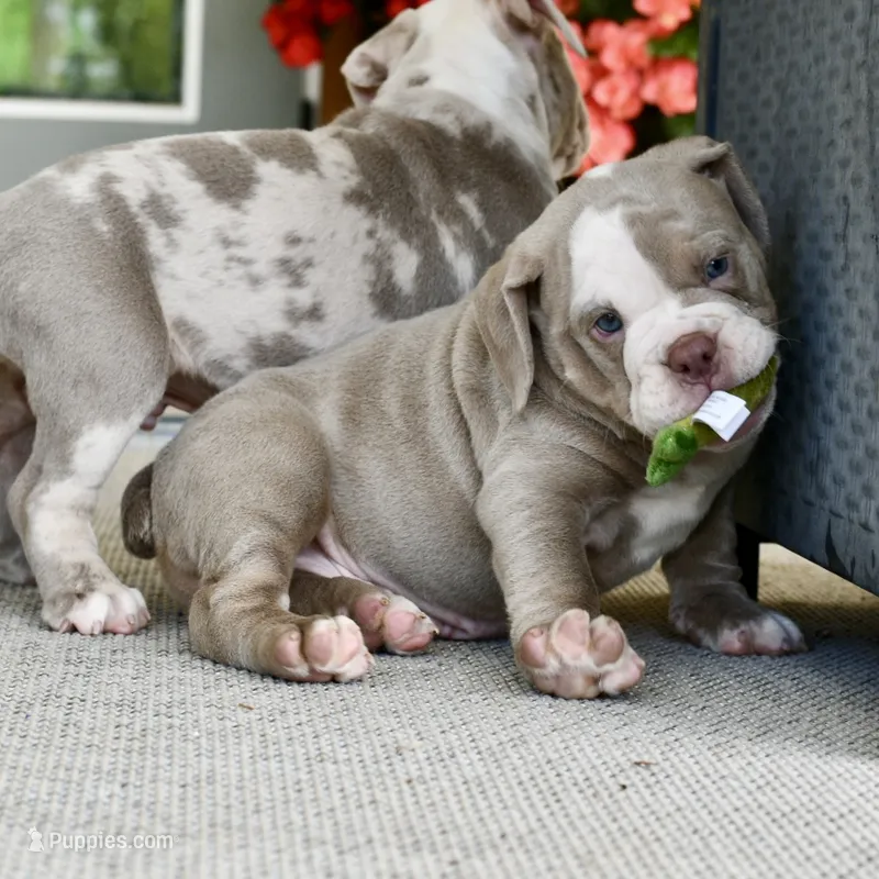 Clyde – English Bulldog, Olde English Bulldogge puppy for sale in Grove, OK