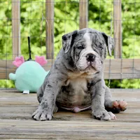 Hoss, a male English Bulldog and Olde English Bulldogge for sale in Grove, OK – 2 of 10