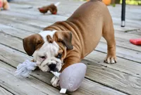 Kenya, a female English Bulldog and Olde English Bulldogge for sale in Grove, OK – 5 of 10