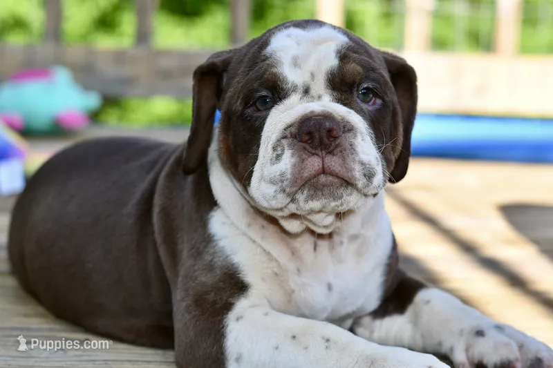 Darla – English Bulldog, Olde English Bulldogge puppy for sale in Grove, OK