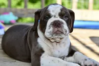 Darla, a female English Bulldog and Olde English Bulldogge for sale in Grove, OK – 3 of 10