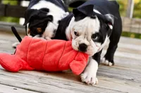 Sophie, a female English Bulldog and Olde English Bulldogge for sale in Grove, OK – 8 of 10