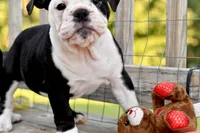 Sophie, a female English Bulldog and Olde English Bulldogge for sale in Grove, OK – 3 of 10