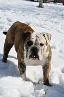 Bruce, a male English Bulldog and Olde English Bulldogge for sale in Grove, OK – 10 of 10