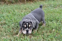 Darla, a female English Bulldog and Olde English Bulldogge for sale in Grove, OK – 6 of 10