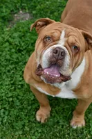 Lola, a female English Bulldog and Olde English Bulldogge for sale in Grove, OK – 10 of 10