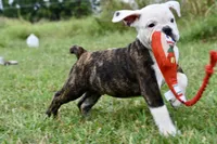 Lola, a female English Bulldog and Olde English Bulldogge for sale in Grove, OK – 5 of 10