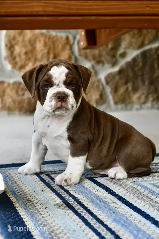 Darla – English Bulldog, Olde English Bulldogge puppy for sale in Grove, OK