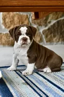 Darla, a female English Bulldog and Olde English Bulldogge for sale in Grove, OK – 6 of 9