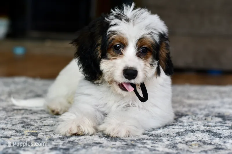 Hazel – Miniature Bernedoodle puppy for sale in Grove, OK