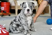Hoss, a male English Bulldog and Olde English Bulldogge for sale in Grove, OK – 3 of 10