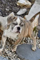 Henry, a male English Bulldog and Olde English Bulldogge for sale in Grove, OK – 10 of 10