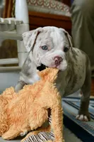 Louie, a male English Bulldog and Olde English Bulldogge for sale in Grove, OK – 3 of 10