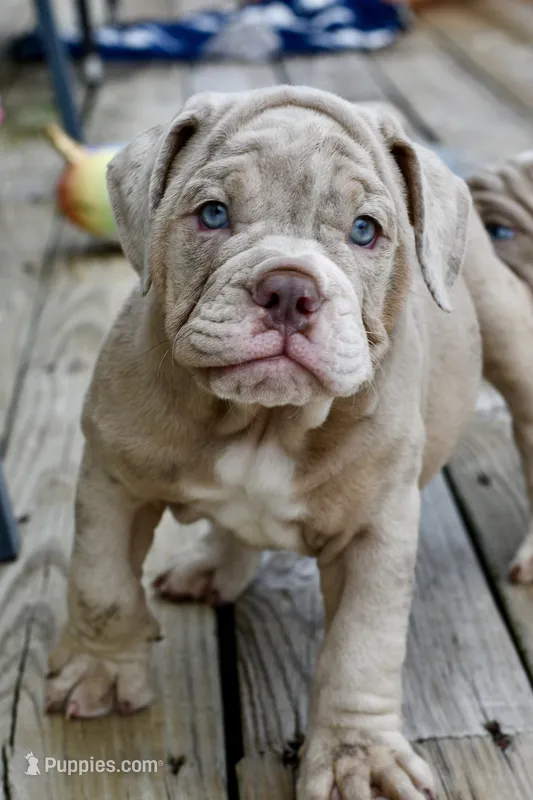 Pippa – English Bulldog, Olde English Bulldogge puppy for sale in Grove, OK