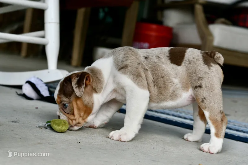 Tink – English Bulldog, Olde English Bulldogge puppy for sale in Grove, OK