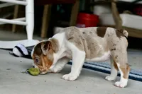 Tink, a female English Bulldog and Olde English Bulldogge for sale in Grove, OK – 6 of 10