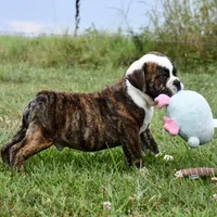 Toby, a male English Bulldog and Olde English Bulldogge for sale in Grove, OK – 4 of 10