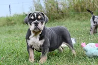 Darla, a female English Bulldog and Olde English Bulldogge for sale in Grove, OK – 2 of 10