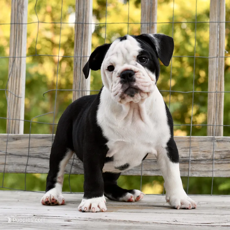 Sophie – English Bulldog, Olde English Bulldogge puppy for sale in Grove, OK