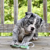 Hoss, a male English Bulldog and Olde English Bulldogge for sale in Grove, OK – 6 of 10