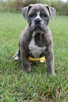 Lexi, a female English Bulldog and Olde English Bulldogge for sale in Grove, OK – 8 of 10