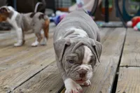 Pepper, a female English Bulldog and Olde English Bulldogge for sale in Grove, OK – 5 of 10