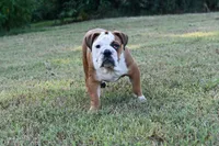 Kenya, a female English Bulldog and Olde English Bulldogge for sale in Grove, OK – 6 of 10