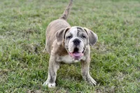 Henry, a male English Bulldog and Olde English Bulldogge for sale in Grove, OK – 2 of 10