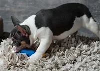 Hoss , a male French Bulldog for sale in Grove, OK – 2 of 4