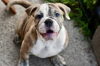 Henry, a male English Bulldog and Olde English Bulldogge for sale in Grove, OK – 5 of 10