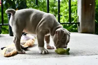 Rosey, a female English Bulldog and Olde English Bulldogge for sale in Grove, OK – 9 of 9