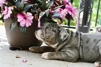 Sydney, a female English Bulldog and Olde English Bulldogge for sale in Grove, OK – 8 of 10