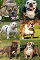 Bodybuilder Bulldog bloodlines, a male Olde English Bulldogge for sale in Grove, OK – 10 of 10