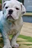 Bruiser, a male Olde English Bulldogge for sale in Grove, OK – Photo 8 of 10
