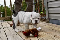 Bruiser, a male Olde English Bulldogge for sale in Grove, OK – Photo 10 of 10