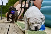 Bruiser, a male Olde English Bulldogge for sale in Grove, OK – Photo 4 of 10