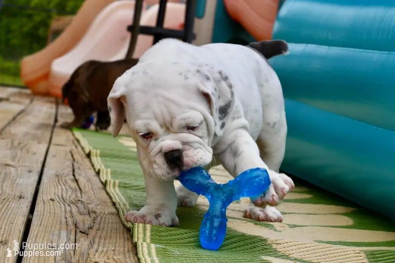 Bodybuilder Bulldog bloodlines – Olde English Bulldogge puppy for sale in Grove, OK
