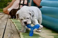 Bruiser, a male Olde English Bulldogge for sale in Grove, OK – Photo 2 of 10