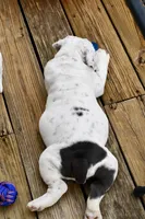 Bruiser, a male Olde English Bulldogge for sale in Grove, OK – Photo 6 of 10