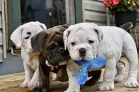 Bruiser, a male Olde English Bulldogge for sale in Grove, OK – Photo 7 of 10